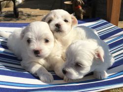 Pure Pedigree Maltese Puppies