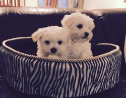 Micro Tiny Kc Reg Maltese Puppies