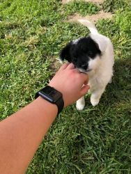 Cute And Unique Puppy