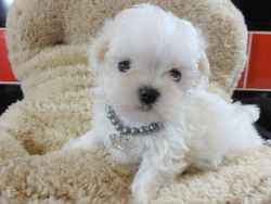 Beautiful Tiny Maltese Boy and girl For Sale