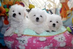 Beautiful fluffy Maltese pups. Text us: (xxx) xxx-xxx5