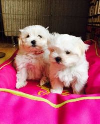 Gorgeous White Coat Maltese puppies