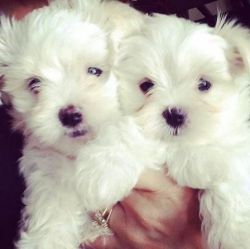 Cute and Beautiful Maltese Puppies for sale