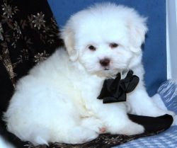 maltese puppy for adoption