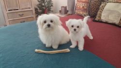 Millers Maltese Puppies