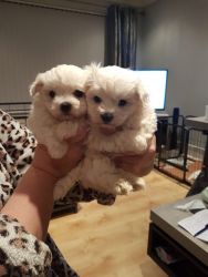Maltese Pups. 2 Girls 1 Boy.