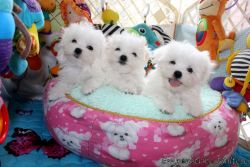 Maltese Puppies With Mum & Dad Xx