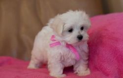 Beautiful Registered Maltese Puppies 3 Months Old! male and female ve