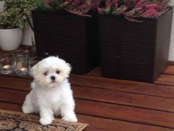 Kc Maltese Puppies Tiny & Top Quality*london Area*