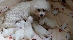 Vaccinated Maltese/bichon Pups