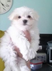 Cute Kc Registered Maltese Puppies