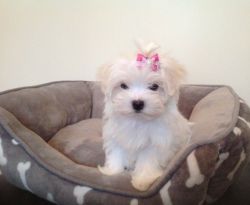 Small Stunning 3/4 Maltese Pups Ready Now