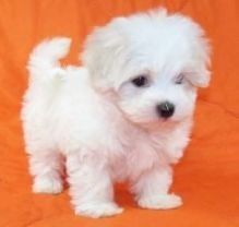 Stunning tiny Maltese puppies