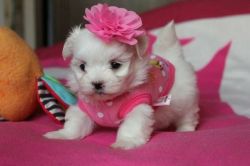 Cute Lil Maltese Puppies