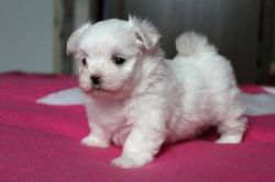 Awesome Maltese Puppies Ready To Go