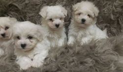 Akc Male& female Maltese Puppies Available