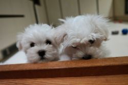 SWEET MALTESE PUPPIES READY FOR A LOVELY HOME