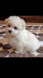 Incredible quality Maltese baby boy available to a loving home. He has