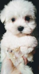 100 OFF GORGEOUS, REGISTERED, PUREBRED MALTESE FEMALE PUPPY!