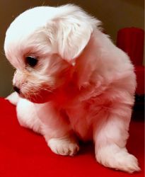 Adorable Tiny Kc Registered Maltese Puppies