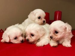 Maltese Puppies For Sale 1 Left