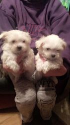 Top quality Male and Female Maltese puppies(100% Purebred)