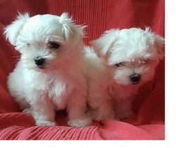 Snow White Maltese Puppies Purbred Paper work