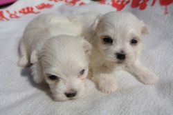 Maltese / Morkie Puppies