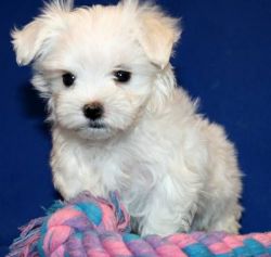 MALTESE PUPPIES Up For Adoption!