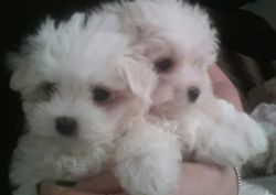 Maltese Terrier Puppies!
