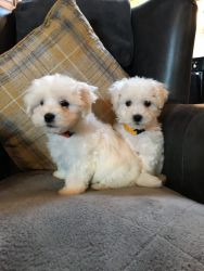 Maltese Puppies!