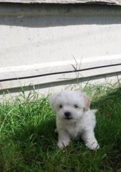 Cute face Male and Female Maltese puppies