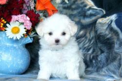 Tiny Maltese Kc Reg'd Puppies Ready To Leave Now