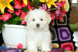 Tiny Maltese Pups