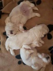 Maltese puppies ready for new homes