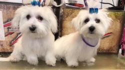 2Adorable Maltese Puppies Kc Reg