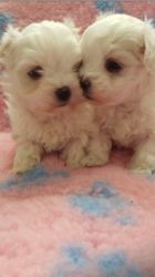 Beautiful maltese puppies