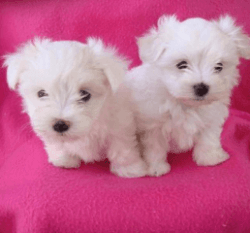 Cute Maltese Puppies Ready For Adoption for fast respond text us 517-