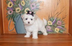 White teacup Maltese puppies for sale 4 Lbs.