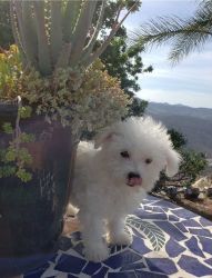 Adorable Maltese puppy