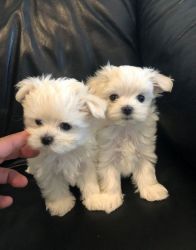 AKC registered white Maltese Puppies. Text (xxx) xxx-xxx2