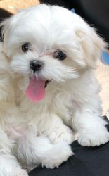 Beatiful Teacup Maltese Puppies for sale