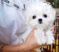 Lovely AKC Teacup Maltese Puppies For Sale.