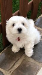Adorable Maltese Boy Puppy