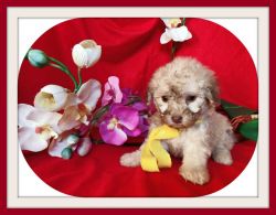 VERY CUTE MALTESE/POODLE MIXED PUPS!
