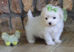 Outstanding little maltese pups