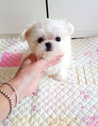 5 white Teacup Maltese Puppies with AKC papers
