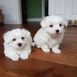 Two Maltese puppies for rehoming to a new home