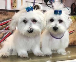 Lovely Maltese puppies for rehoming