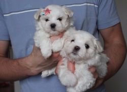 Cute Maltese Puppies For Sale